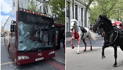 Cinco caballos escaparon y corrieron por la ciudad golpeando personas y autos