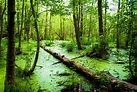 Swamp Backgrounds - Wallpaper Cave