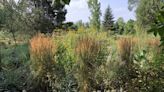Ornamental grasses can add texture and color to Wisconsin gardens year-round