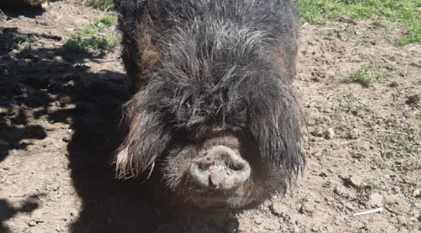 Runty The Hairy Pig Gets Rescued From A Muddy Predicament