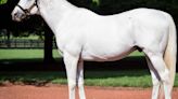 Bloodlines Presented By Walmac Farm: You Name It, Tapit's Winning It
