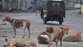 Man, son die of rabies after pet dog bites them in Visakhapatnam