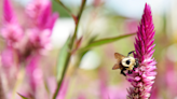 Promoting harmony: The coexistence of humans and local pollinators