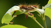 Browntail moth experts say Maine is experiencing biggest outbreak in nearly a century