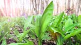 How to Plant and Grow Ramps