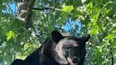 Looking for love in all the wrong places, black bear wanders into a Pawtucket backyard cookout