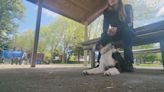 Emotional support dog found after being missing at Cougar Reservoir