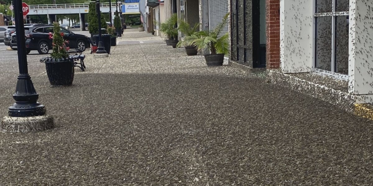 Millions of mayflies swarm businesses on Lake Erie shoreline