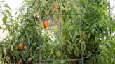 How to Grow and Care for Roma Tomatoes