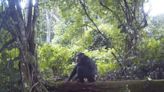 Un método usa ADN para identificar a chimpancés víctimas de comercio ilegal