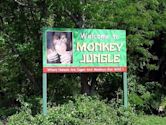 Monkey Jungle