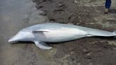 Dead dolphin found on shore with multiple bullet holes, investigators say