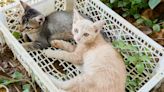 28 Cats Rescued From Crates on Roadside in Tennessee