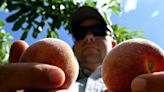 A.M. ATL: The peaches are prolific