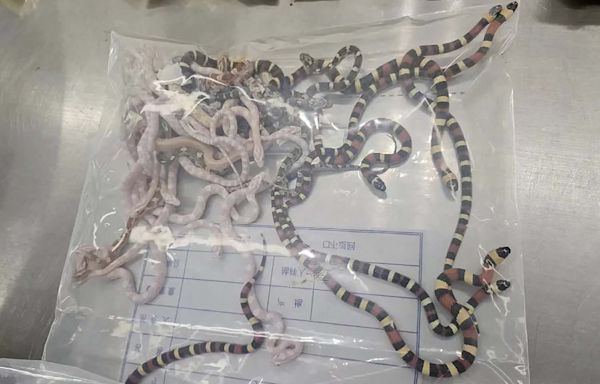 Man Trying to Smuggle Over 100 Live Snakes in His Pants Caught by Officials