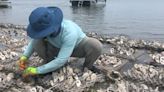 Aww shucks!!! Oyster recycling program reaches major milestone