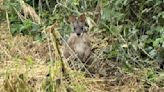 Wallaby spotted in Nottinghamshire village | ITV News