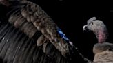 Patagonia condor repopulation drive faces wind farm threat