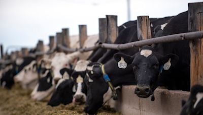 Weld County hit hardest by historic bird flu outbreak, prompting calls for action