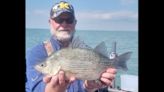 Angler adds to ‘world champ’ status with ‘monstrous’ white perch