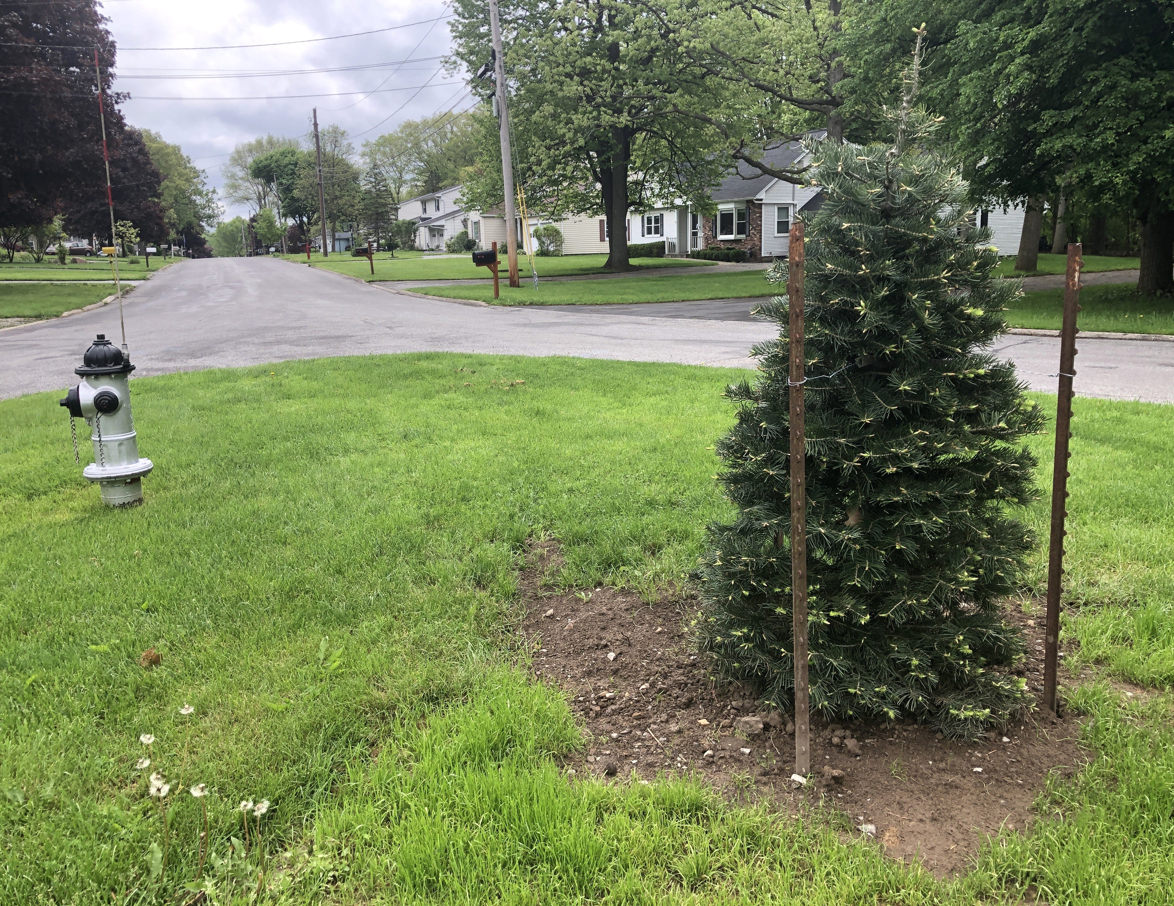 Holiday tradition endures in Canandaigua with planting of new tree