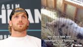 Logan Paul faces backlash after pet pig is rescued by animal sanctuary: ‘Found abandoned in a field’