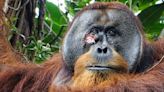 In a first, an orangutan was seen treating his wound with a medicinal plant