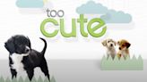 Too Cute! Season 1 Streaming: Watch & Stream Online via HBO Max
