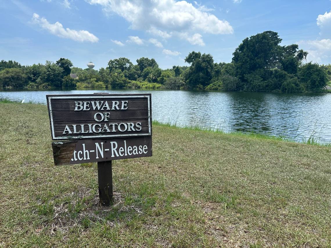 The Hilton Head area has had 7 alligator attacks in 6 years. Here are the details