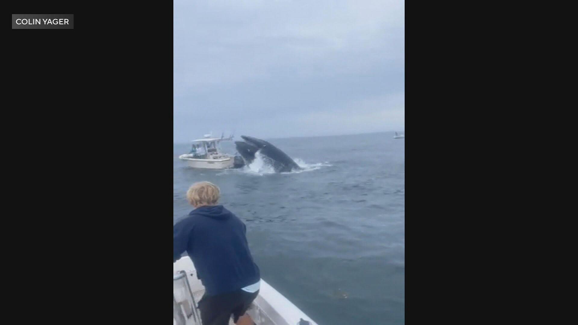 Video shows whale capsizing boat off New Hampshire coast, fishermen rescued