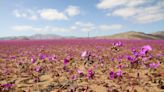 Chuvas incomuns fazem florescer o Atacama, o deserto mais seco do planeta