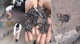 Video: Metal Nails Thrown At Kuvempu Circle Underpass To Puncture Vehicles; Bangalore Police Cleans Up To Ensure Road Safety