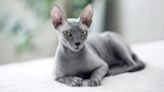 Sphynx Cats Have Lowest Life Expectancy, Study Shows