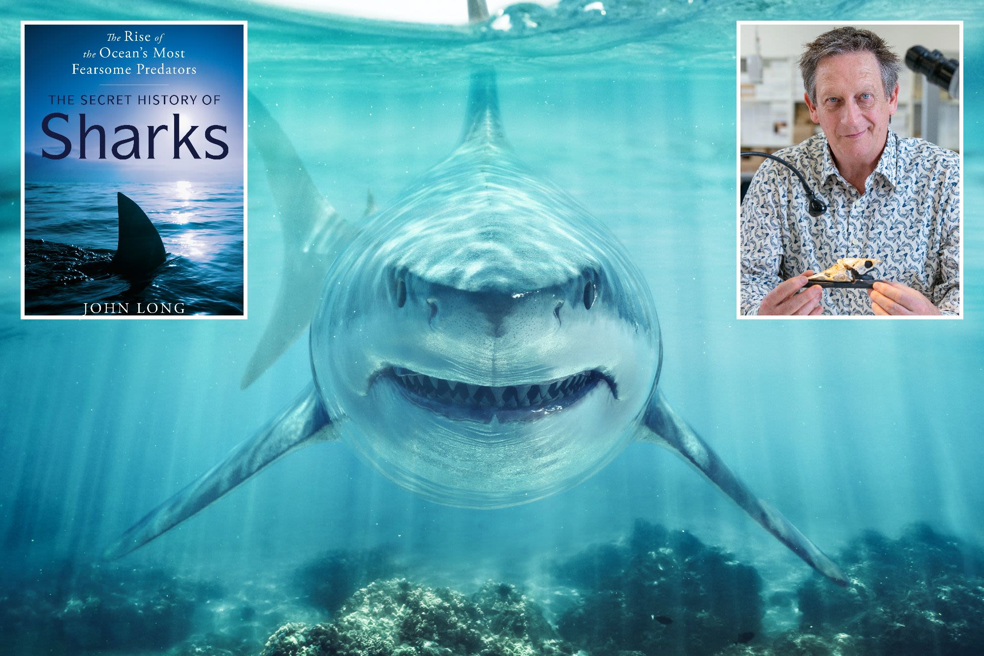 Ahead of Shark Week 2024: A must-read on the history of the underwater predator