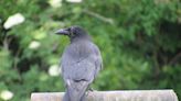 Anti-social birds force church to relocate couple’s gravestone