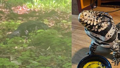 Missing pet tegu found after being mistaken for alligator in Granite Falls