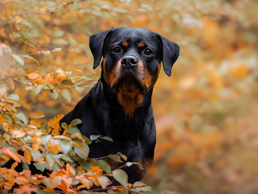 Rottweiler's Joy Over Being Accepted by New Dog Friends Goes Viral