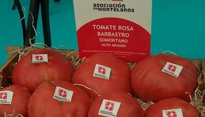 La productores del Tomate Rosa de Barbastro estiman una campaña de 2,6 millones de kilos