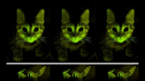 Fact Check: Scientists Genetically Modify Cats To Glow in the Dark?