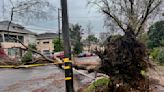 Sacramento's iconic tree canopy turns destructive in storms