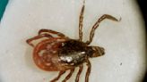 Prep your yard for a tick-free summer