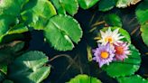 17 Types of Aquatic Flowers to Grow in Water