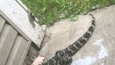 Gator with mouth bound shut found outside Michigan home. ‘Well, I’ll be. DISPATCH!’