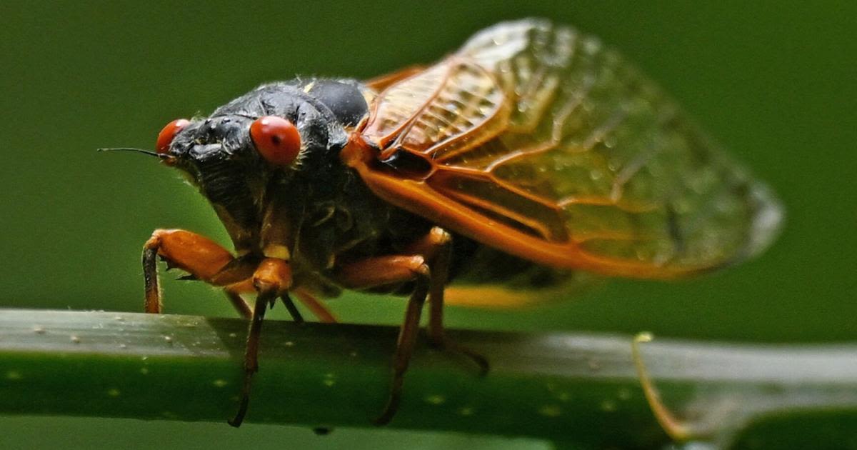 While there could be 1 million cicadas per acre in parts of NC, the Triad won't be as loud. But 2030 will be a different story.