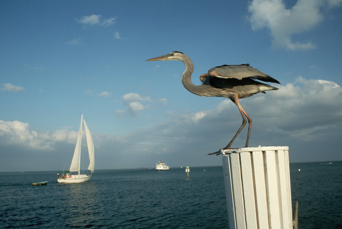 Florida's Bird Key island for sale for $31.5M sparking "alarm"