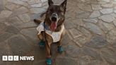 Lady Bathurst sends protective gear to police dogs in Greece