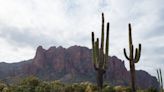 Beep beep! Roadrunner escapes peril by carpooling with Arizona park ranger