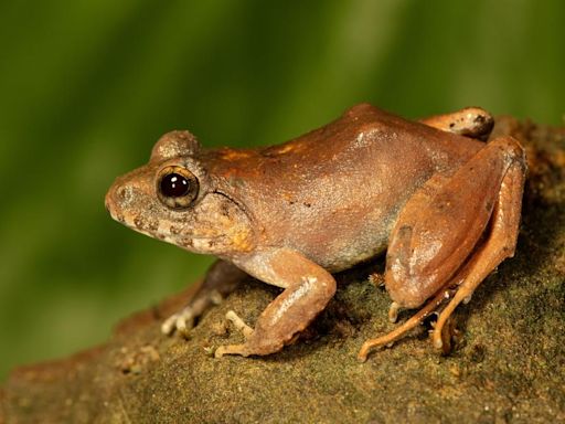 Endangered Charles Darwin’s frog exhibits unique upside-down spawning behaviour