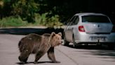 Modificación a la ley alienta la caza de osos tras la muerte de una excursionista