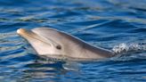 Florida Researchers Report First Known Bird Flu Case in a U.S. Dolphin